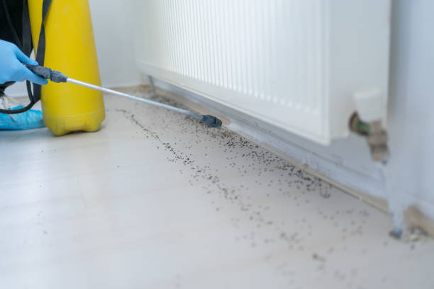 Best Emergency Pest Control  in Berea, SC