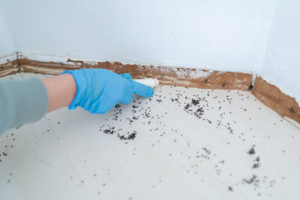 Best Pest Prevention Services  in Berea, SC